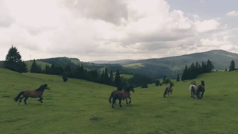 Horses Running On Grassland