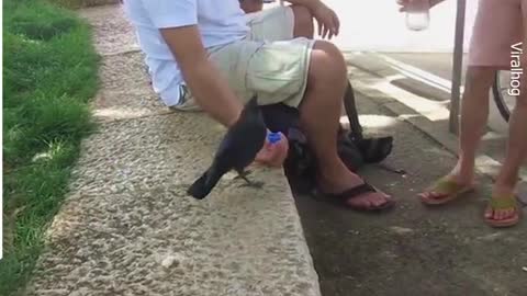 A Very Smart Bird - Thirsty crow comes to humans for help