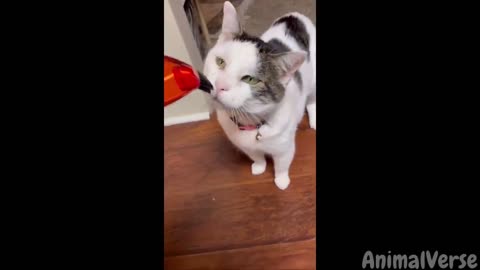 Funniest Animal Videos 2023😅 Best Funny Cats & Dogs Videos🥰 v2