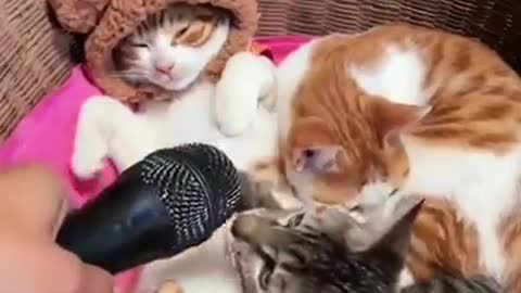 Cat singing voice