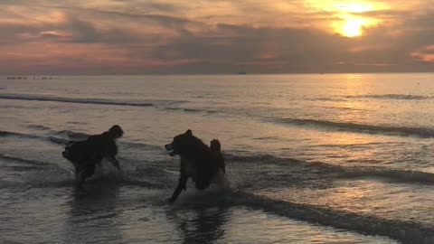 Dogs on Sunset Beach