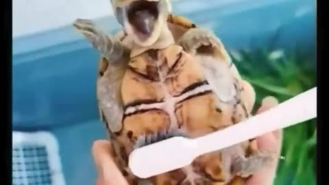 Animal funny video