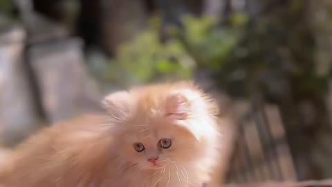 @cat Beautiful cat #nice cat#viral #videos