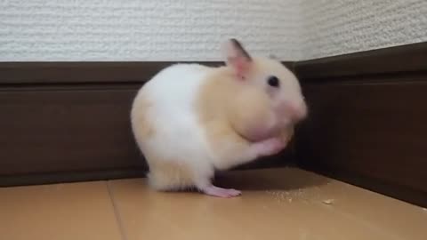 funny hamsters shorts