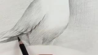 Amazing Pencil Drawing 3D Art Satisfying Drawing pigeon bird