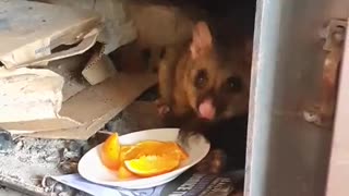 Recurring Possum Climbs Down Chimney for Treats