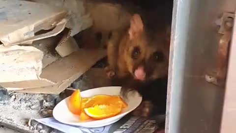 Recurring Possum Climbs Down Chimney for Treats