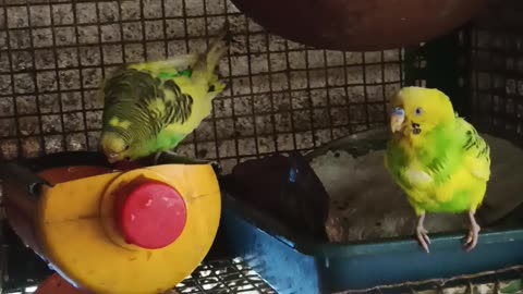 Budgies parrot bath