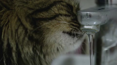 Cute cat drinking water from the tap