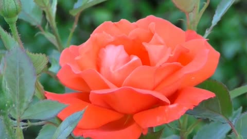 Beautiful Red Rose