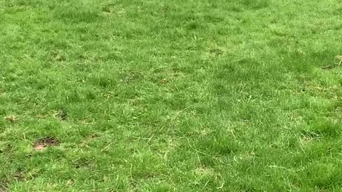 Australian Cattle Dog Herds Ball