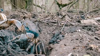 Crab , caranguejo, Cardisoma guanhumi, Guaiamu from Brazil