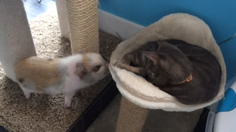 Mini pig attempts to play with the cat, quickly gets denied