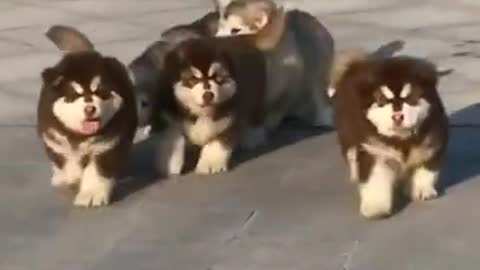 funny dog video full masti dogs