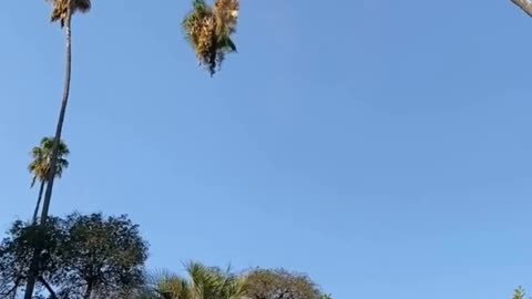 Man cutting tree over 100 feet of tree🌴😱