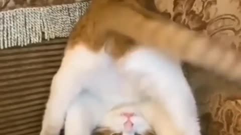 Funny cat