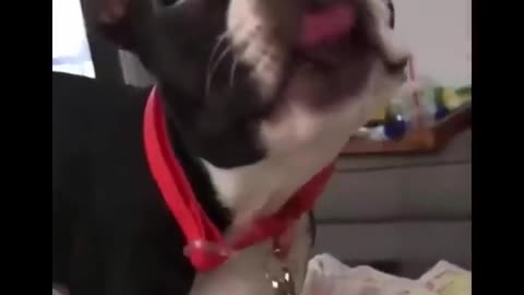 Dogs funny Video