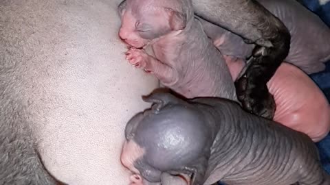 Sphynx Baby Bullying