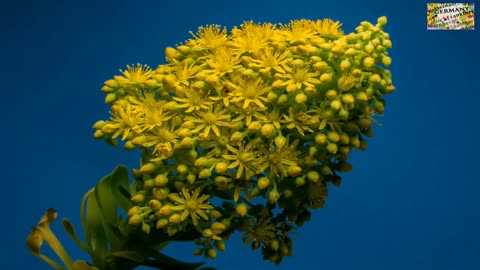 Blossom wildflowers