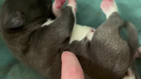 3 day old puppy’s leg thumping 👇 See the Description for a Surprise!