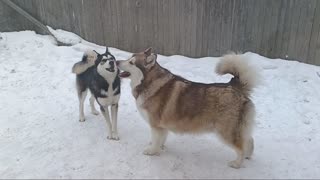(Alaskan Malamute)Luna and Avalanche loving on each other