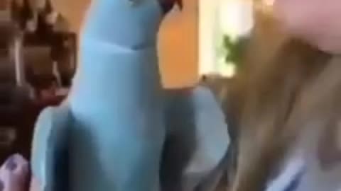 Parrot kiss his owner