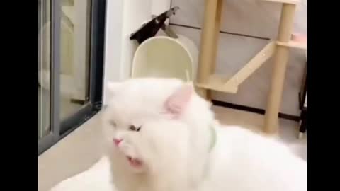 Adorable funny Smart Cat