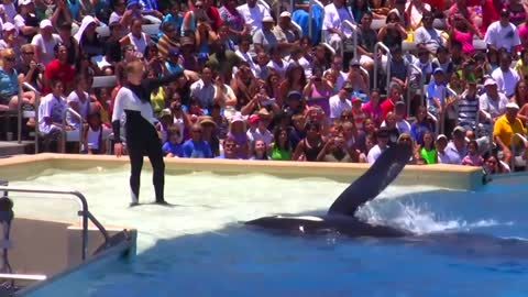 Seaworld SHAMU Killer Whale Show