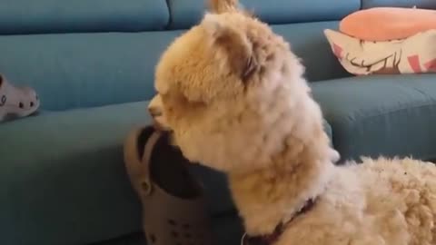 Alpaca playing with Crocs 🦙