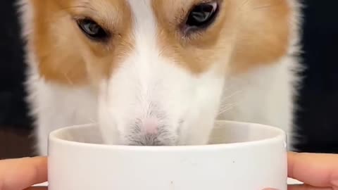 Corgi is the cutest dog eating 1 (13)