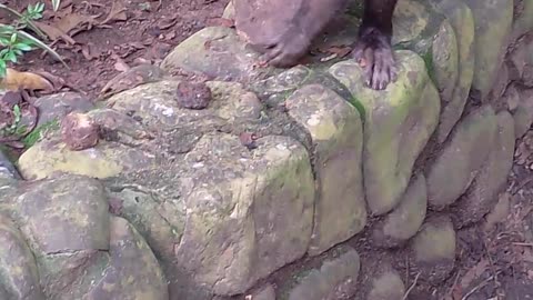 Monkey Uses Massive Stone To Crack Open Nuts