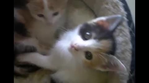 cute cats