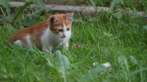 Little cat playing in the garden