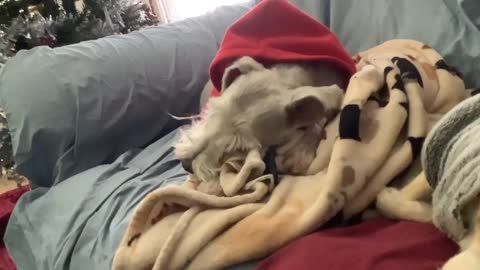 Dog barking in sleep