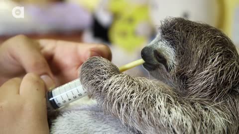 Dinner Time for Baby Sloth!