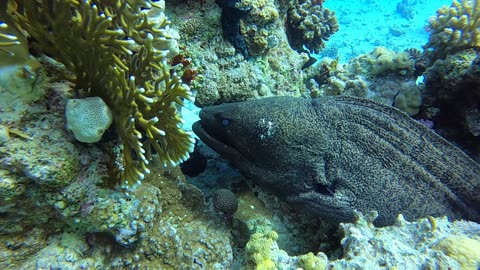 Red Sea SCUBA Diving - Moray Eel