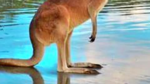 facts about kangaroo