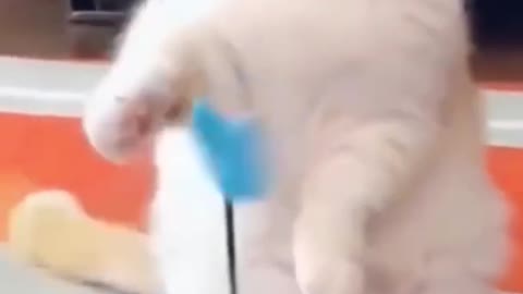 cute cat stopping moving toy