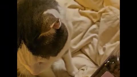 Mr. Rocky the Cat Goes Nuts for some Treats