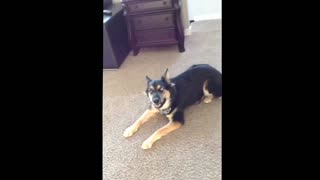 Singing german shepardd