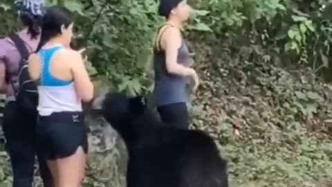 The black bear attack on the girl while she was photographing her friend in the forest