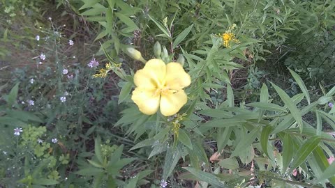 Evening Primrose