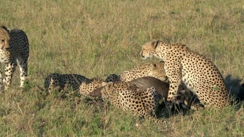 A Cheetah Hunting | Animals | No Copyright video