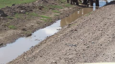 Too cute. This baby elephant is trying to cross the stream