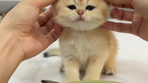 Cute kitten video