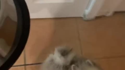 Pomeranian Puppy Excited With Her Food