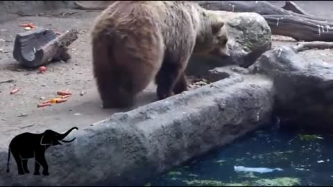 bear saves crow from drowning