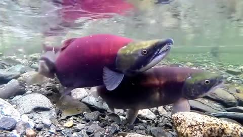 Ever Saw Sockeye Salmon Spawning Before?