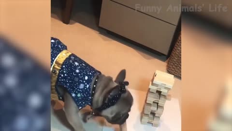 Dog Play Jenga Like A BOSS (Funny Dog)