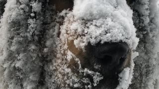 Huge Dog Loves Huge Snow